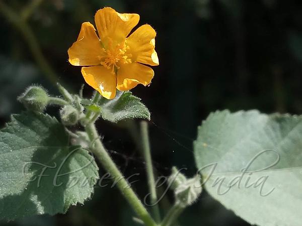 Sticky Indian Mallow